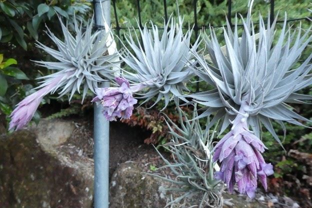 Bromeliads in Australia - Tillandsia gardneri V. rupicola