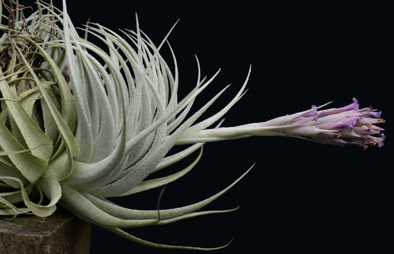 Bromeliads in Australia - Tillandsia gardneri V. rupicola