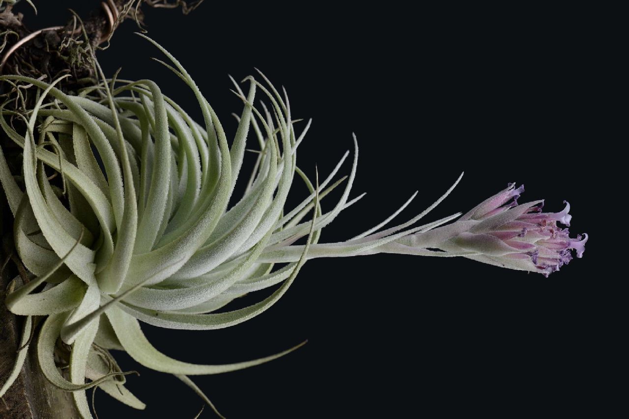 Bromeliads in Australia - Tillandsia gardneri V. rupicola