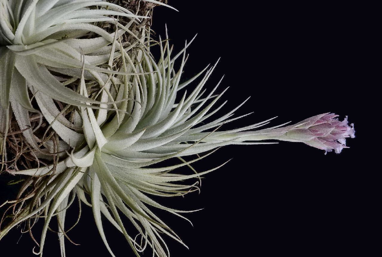 てなグッズや Tillandsia Plants gardneri Tillandsia var. rupicola ...