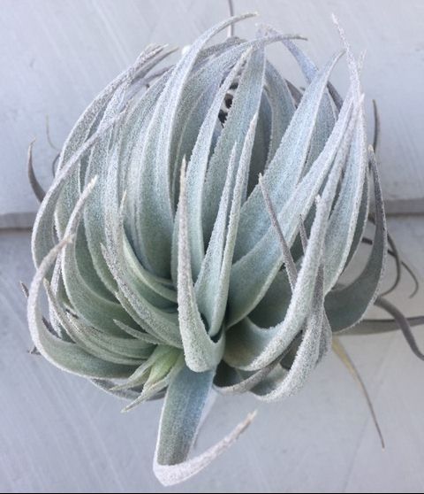 Bromeliads in Australia - Tillandsia gardneri V. rupicola