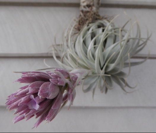 Bromeliads in Australia - Tillandsia gardneri V. rupicola