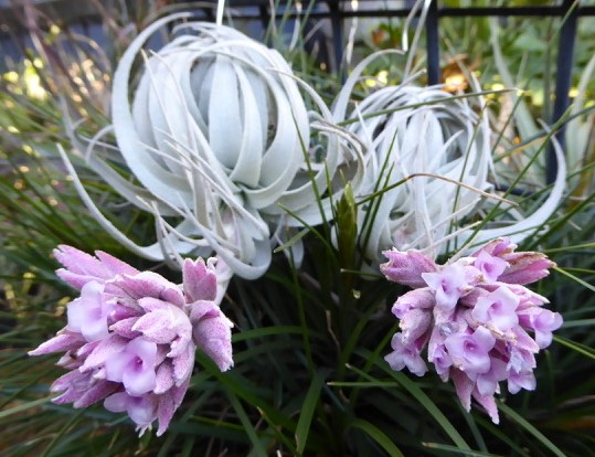 直販割引Tillandsia gardneri var. rupicola (Wild Collected in Brazil, Pink Fl, Large Clone) ティランジア・ガルドネリ・ルピコラ アナナス