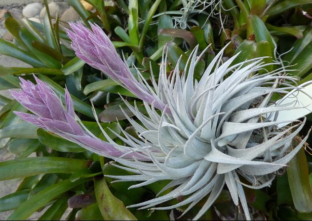 Bromeliads in Australia - Tillandsia gardneri V. rupicola