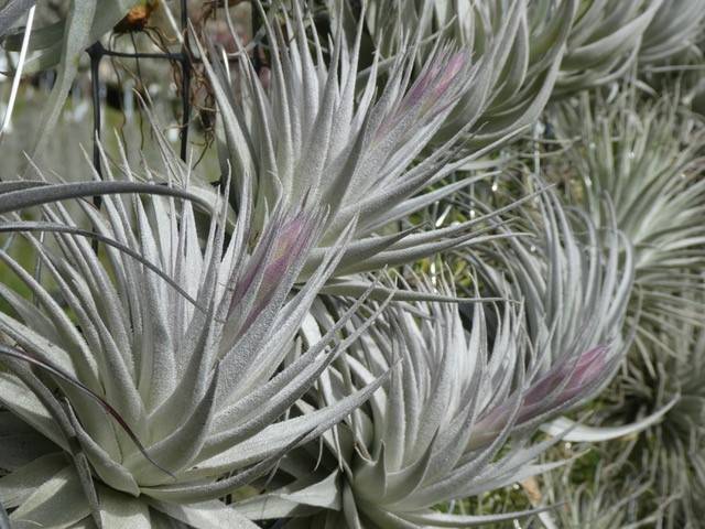 Bromeliads in Australia - Tillandsia gardneri V. rupicola