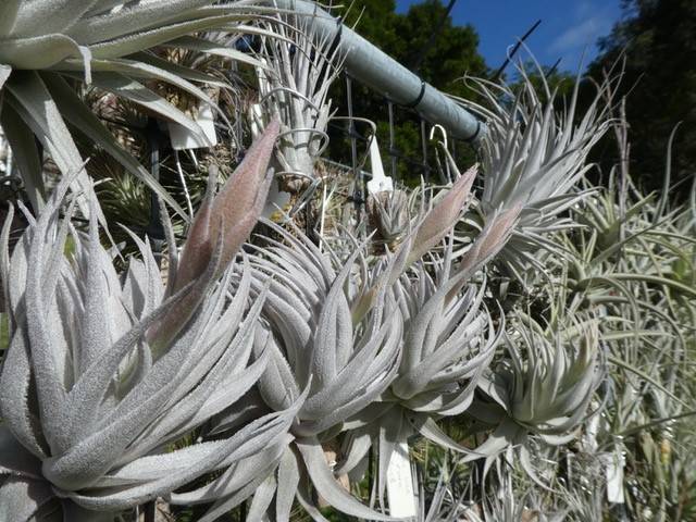 直販割引Tillandsia gardneri var. rupicola (Wild Collected in Brazil, Pink Fl, Large Clone) ティランジア・ガルドネリ・ルピコラ アナナス