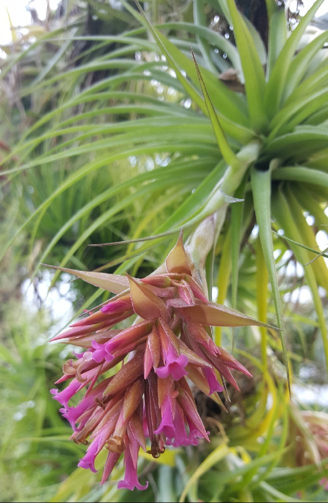 Bromeliads in Australia - Tillandsia geminiflora