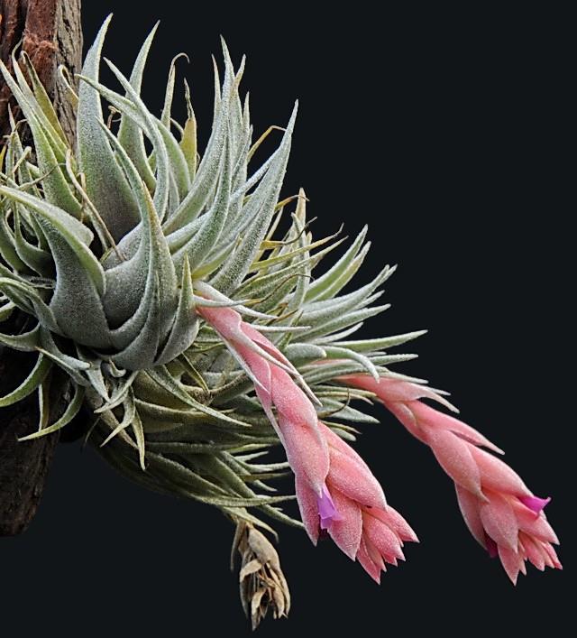 Bromeliads in Australia - Tillandsia heubergeri