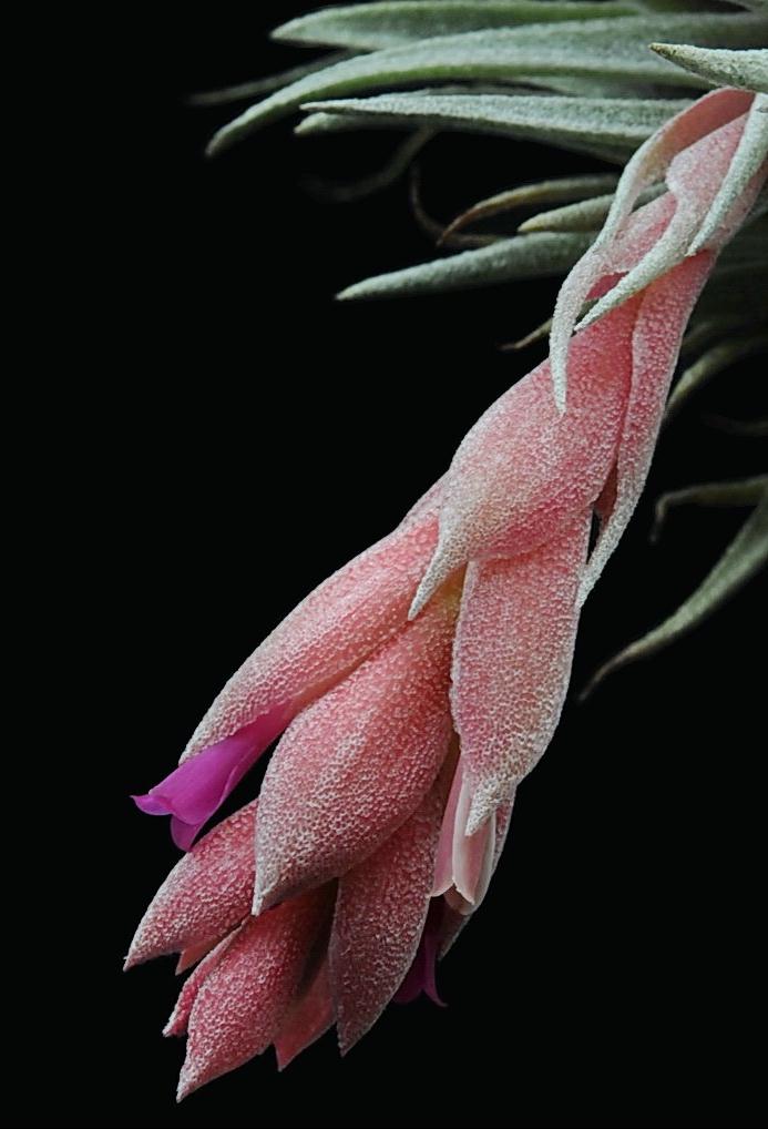 Bromeliads in Australia - Tillandsia heubergeri