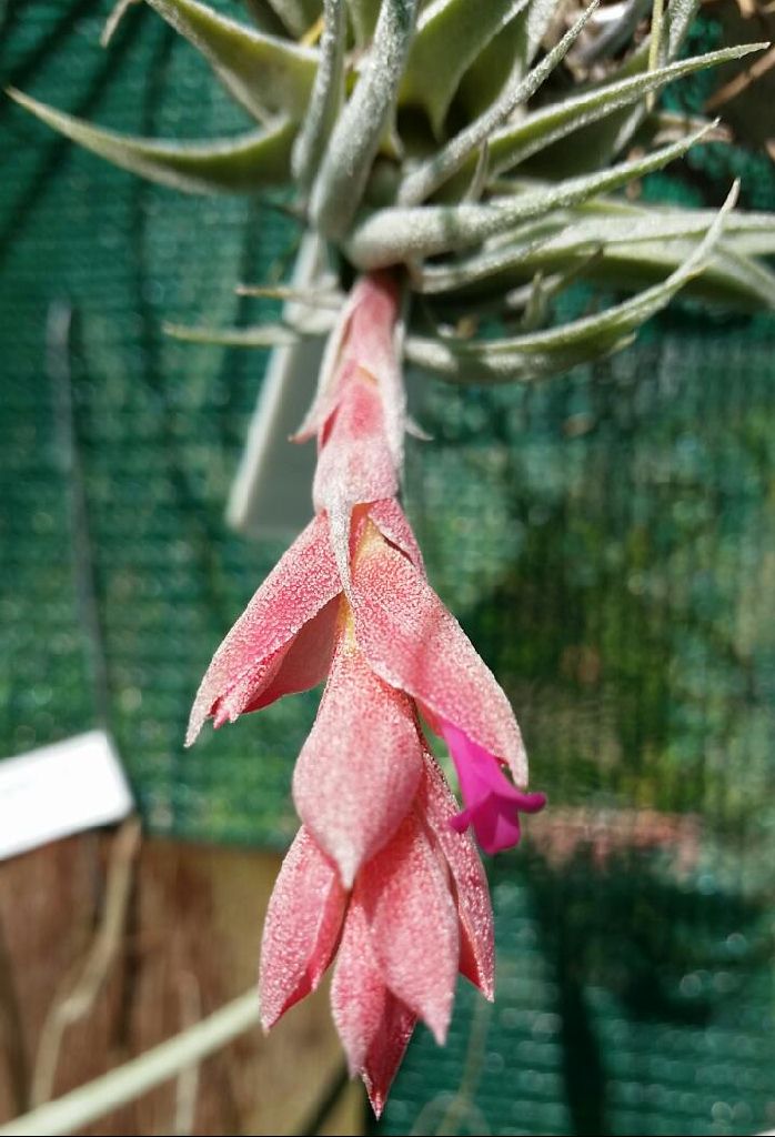 Bromeliads in Australia - Tillandsia heubergeri