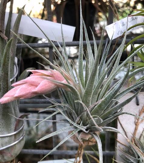 Bromeliads in Australia - Tillandsia heubergeri