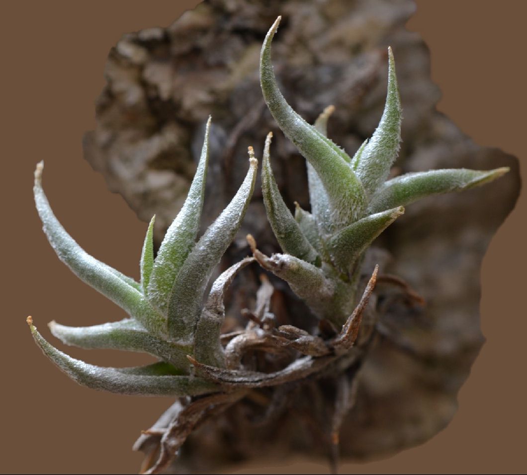 Bromeliads in Australia - Tillandsia hirta