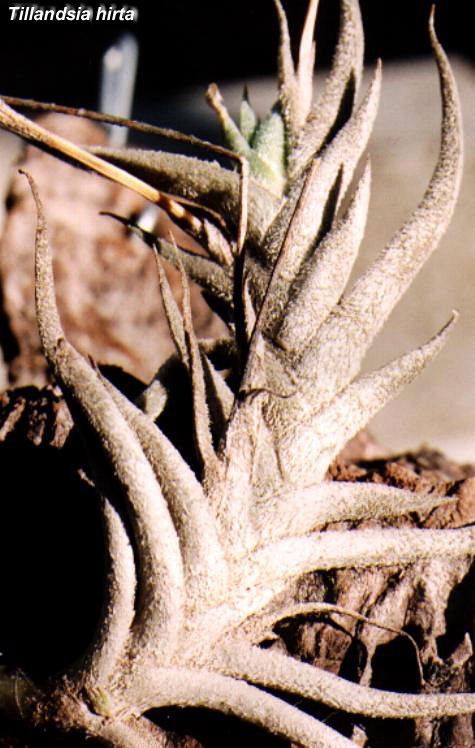 Bromeliads in Australia - Tillandsia hirta