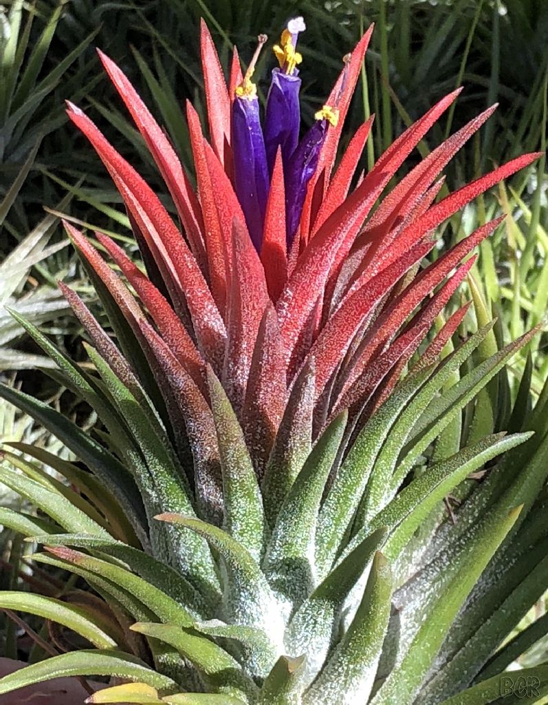 Bromeliads in Australia - Tillandsia Apretado