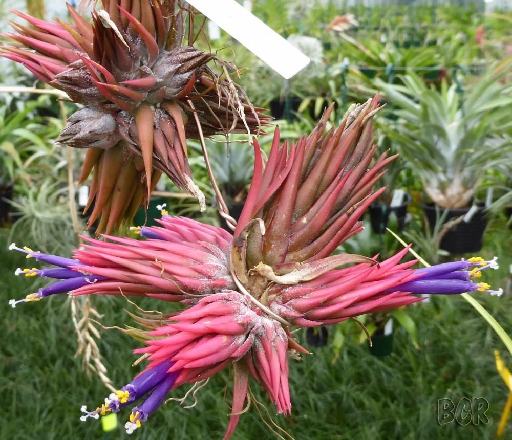 Bromeliads in Australia - Tillandsia ionantha