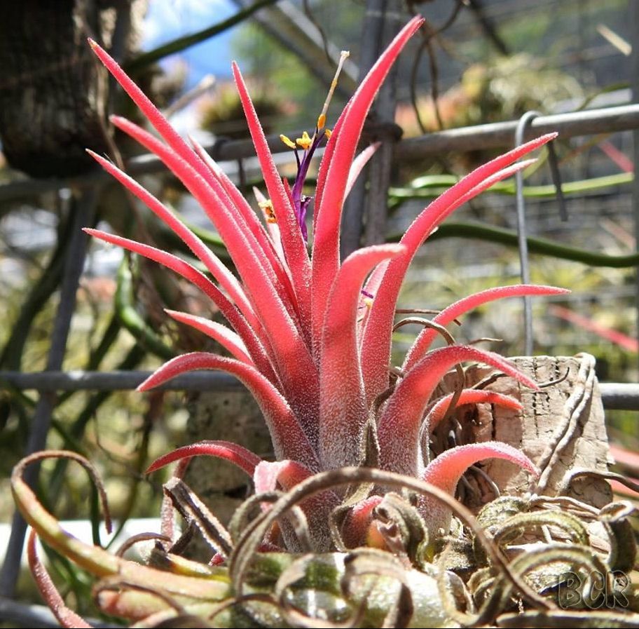 Bromeliads in Australia - Tillandsia ionantha