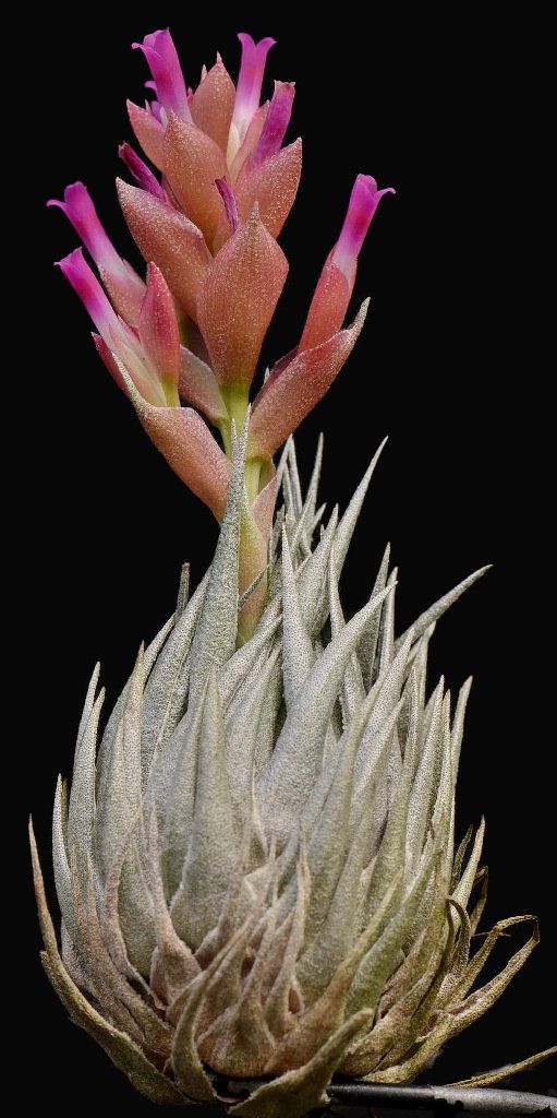 Bromeliads in Australia - Tillandsia kautskyi