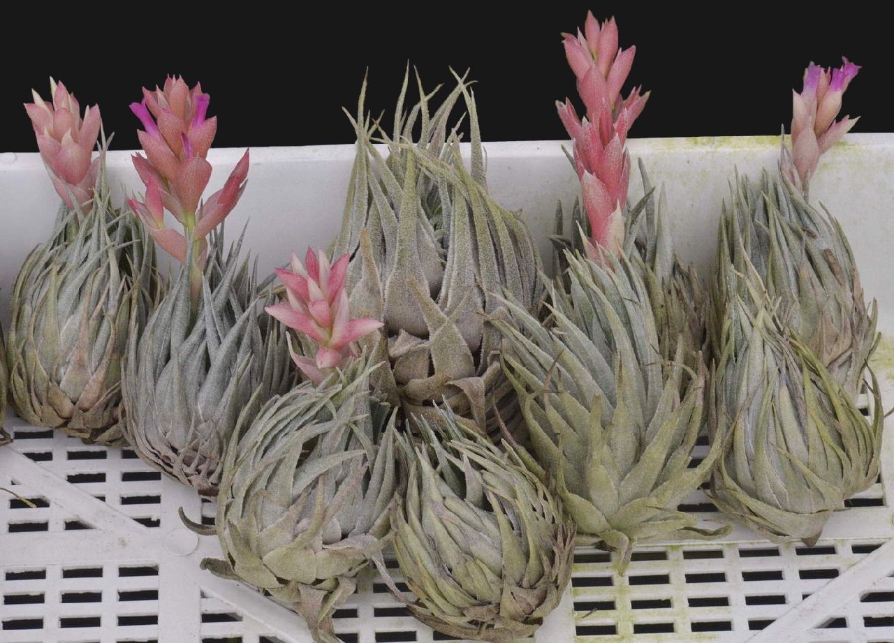 Tillandsia kautskyi クランプ | tspea.org