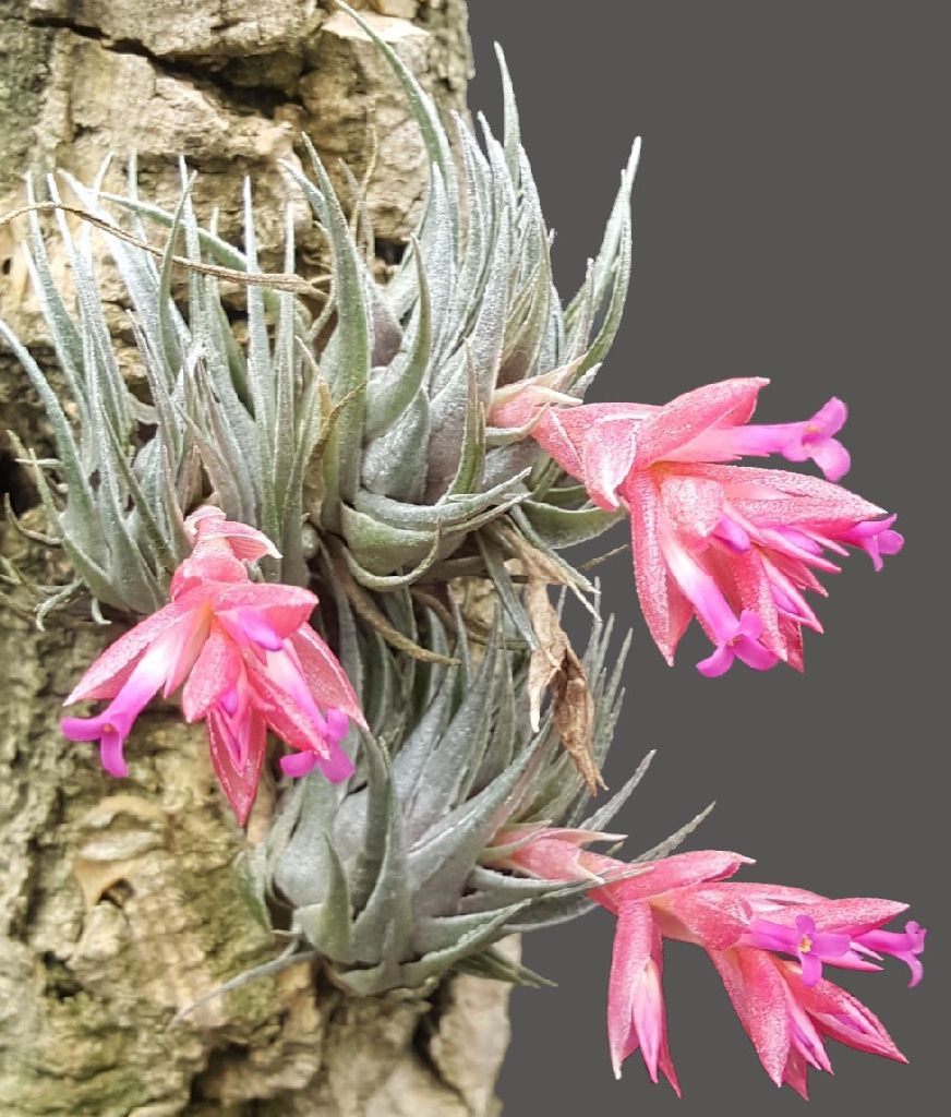 Bromeliads in Australia - Tillandsia kautskyi