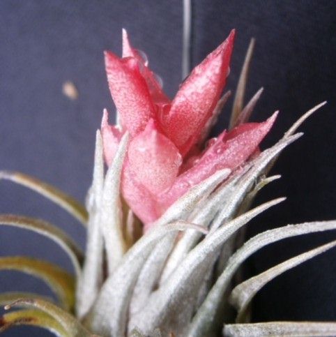 Bromeliads in Australia - Tillandsia kautskyi