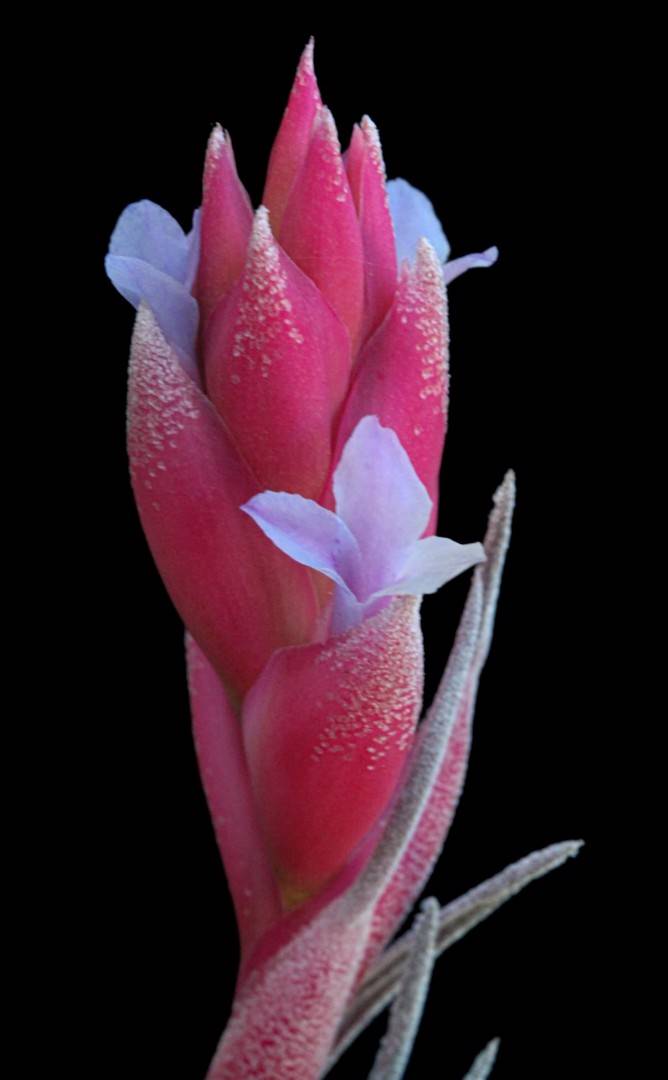 Tillandsia Beauty of Holm purple flower