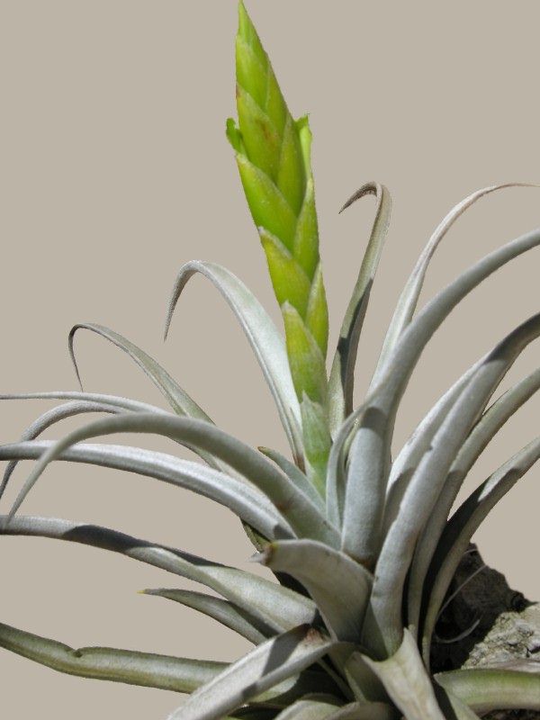 Bromeliads in Australia - Tillandsia lotteae