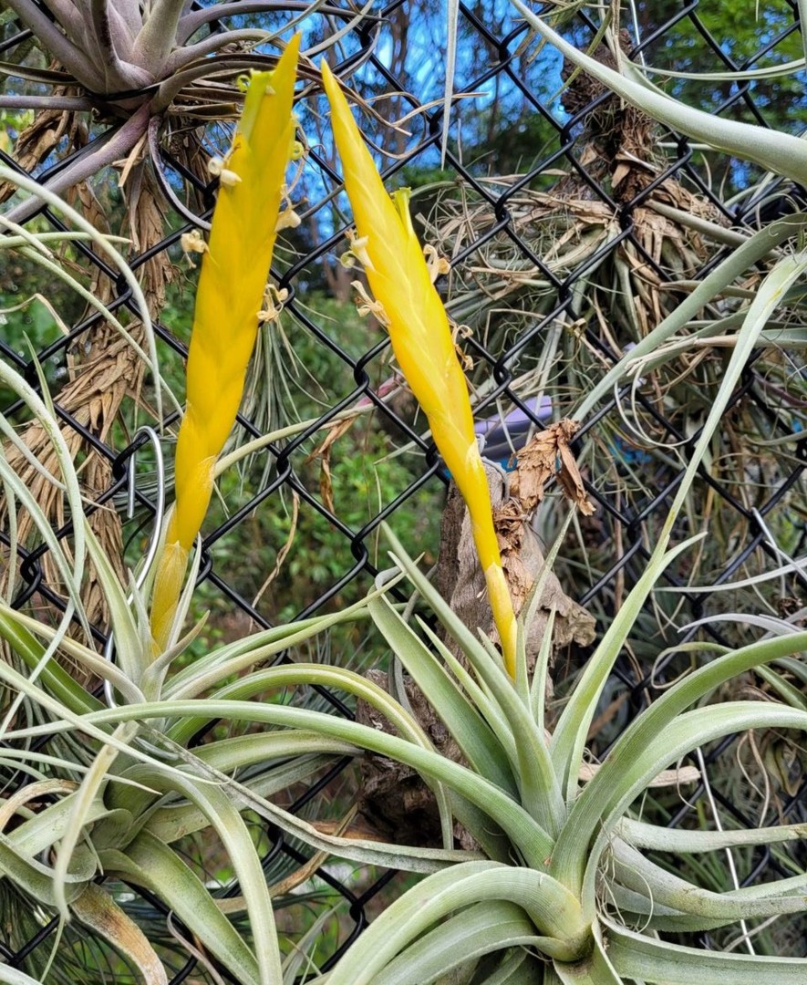 Bromeliads in Australia - Tillandsia lotteae