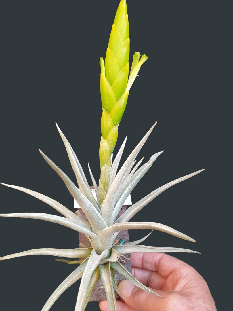 Bromeliads in Australia - Tillandsia lotteae