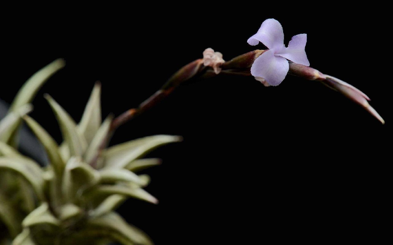 観葉植物チランジア ペイラノイ① - ブロメリア・エアープランツ