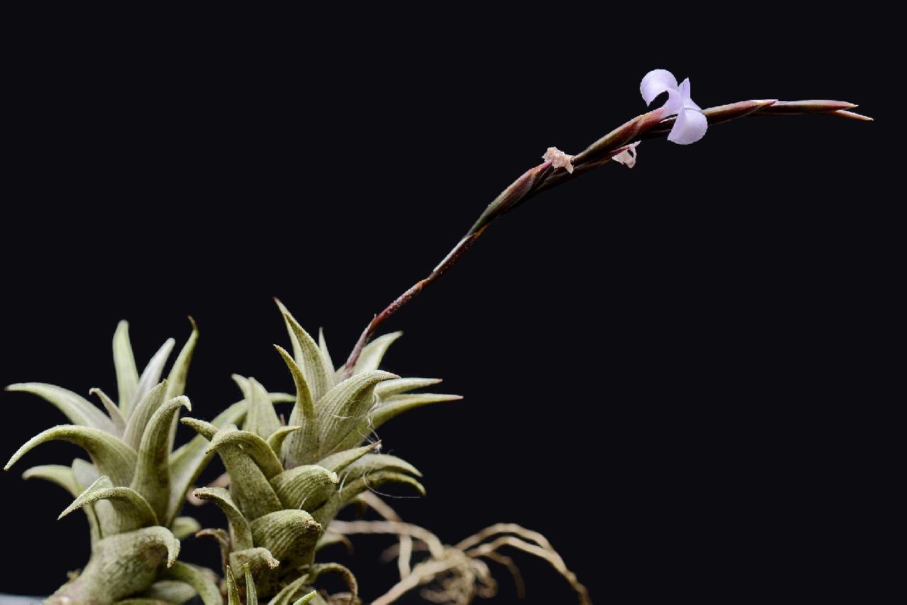 Bromeliads in Australia - Tillandsia peiranoi