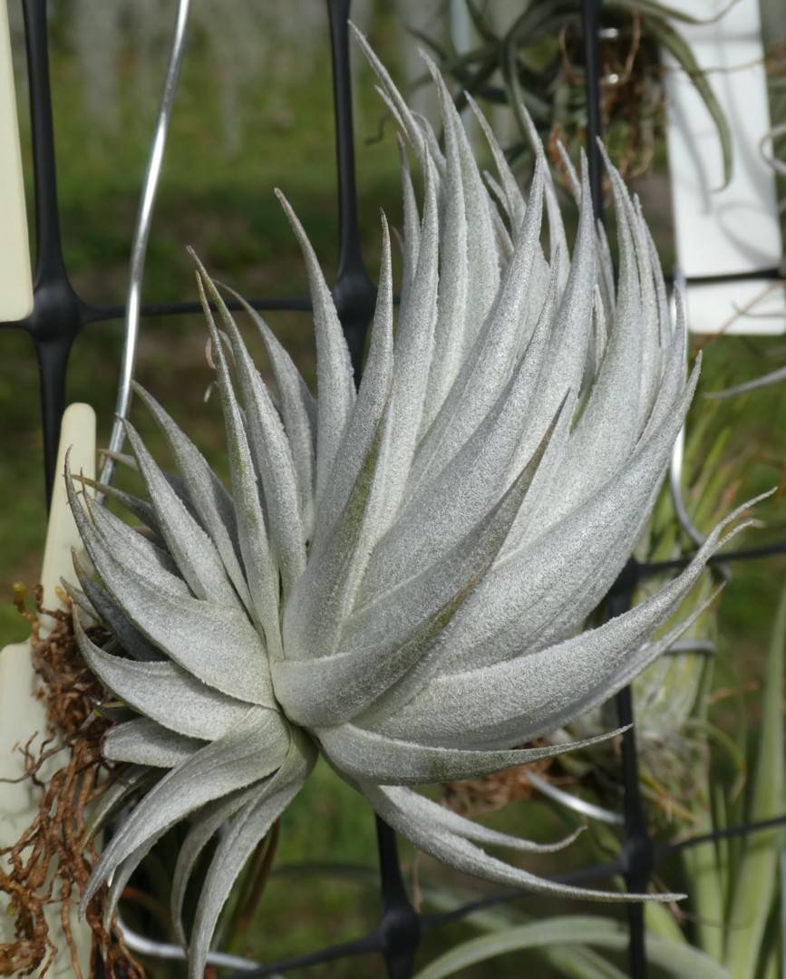 Tillandsia piauiensis - 観葉植物