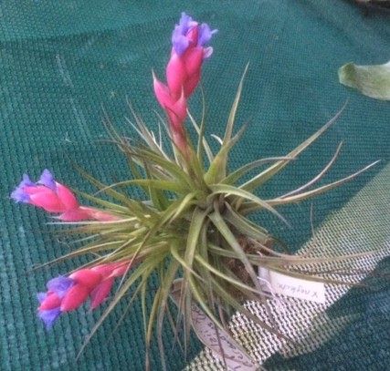 Tillandsia Anita Flower, cohend5538