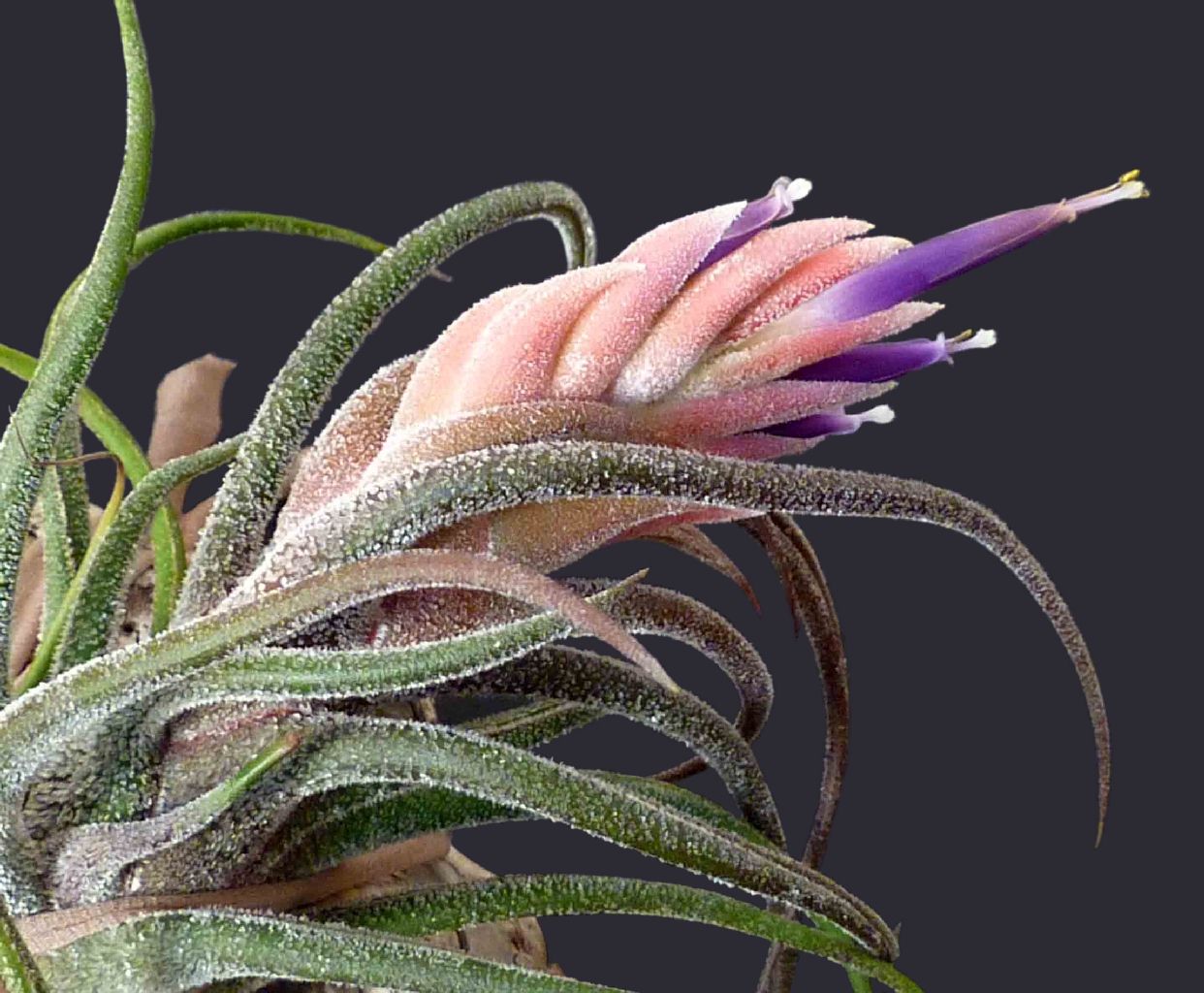 Bromeliads in Australia - Tillandsia pruinosa