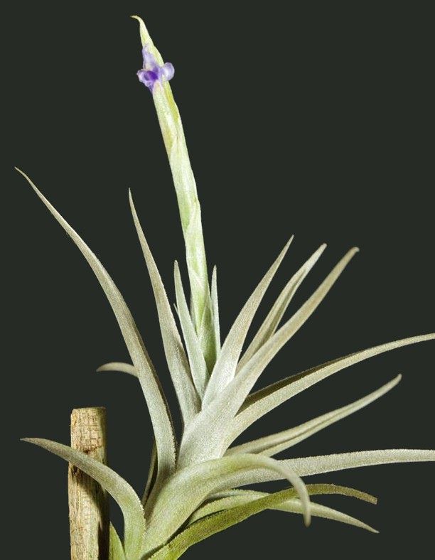 Bromeliads in Australia - Tillandsia recurvispica