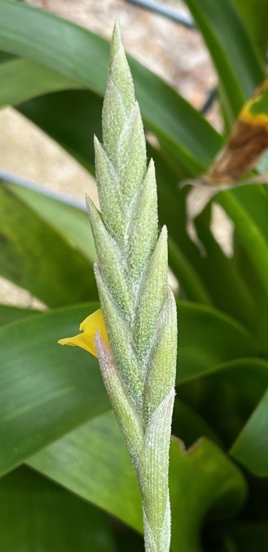 Tillandsia Reichenbachii