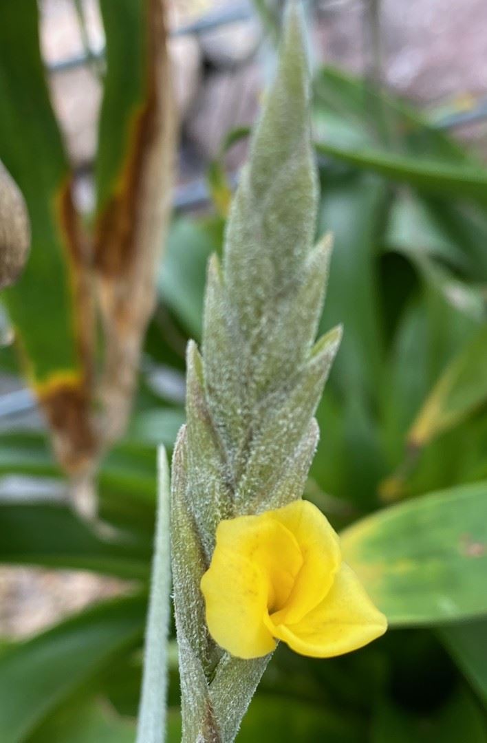 Tillandsia Reichenbachii