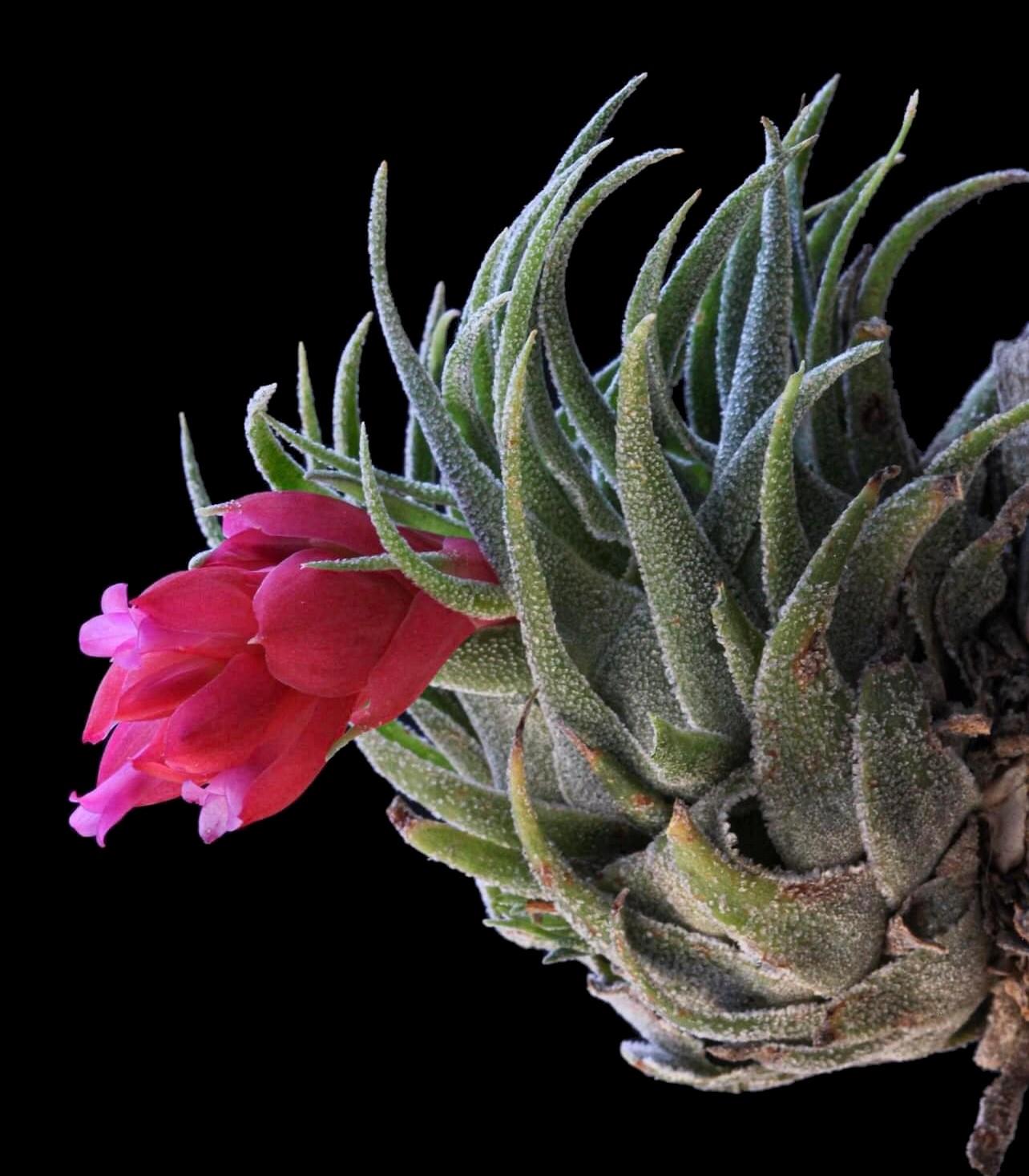 Bromeliads in Australia - Tillandsia sprengeliana