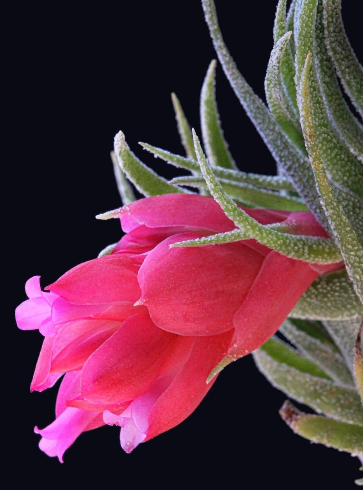 Bromeliads in Australia - Tillandsia sprengeliana