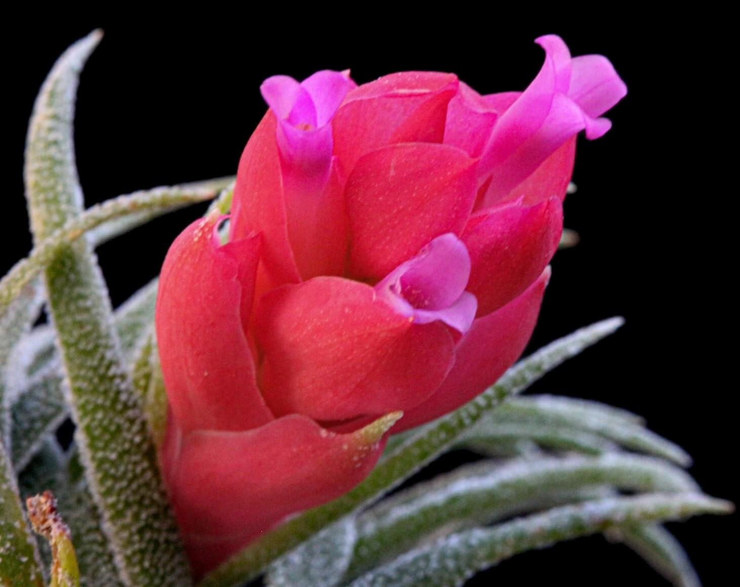 Bromeliads in Australia - Tillandsia sprengeliana