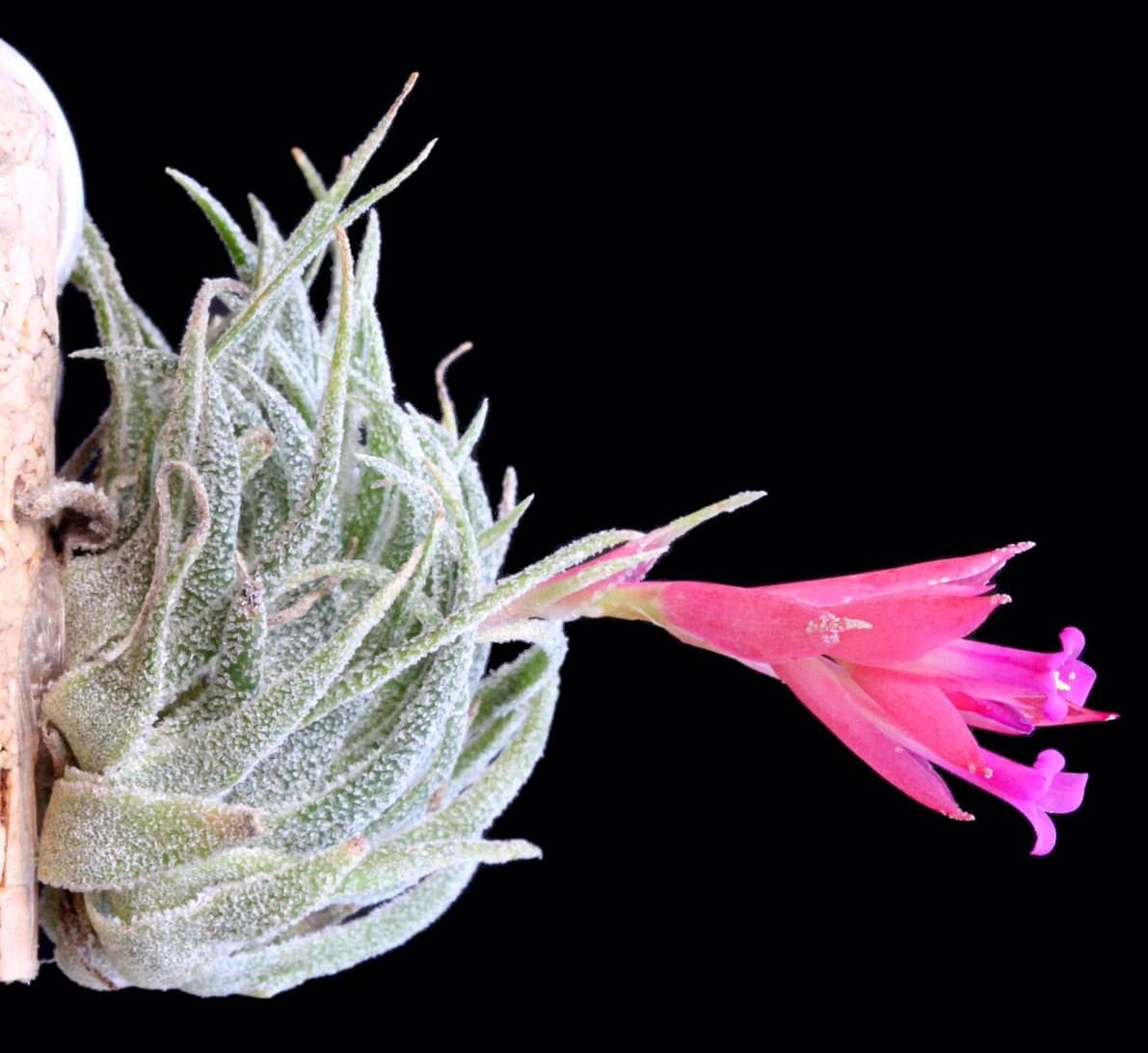 Bromeliads in Australia - Tillandsia sprengeliana