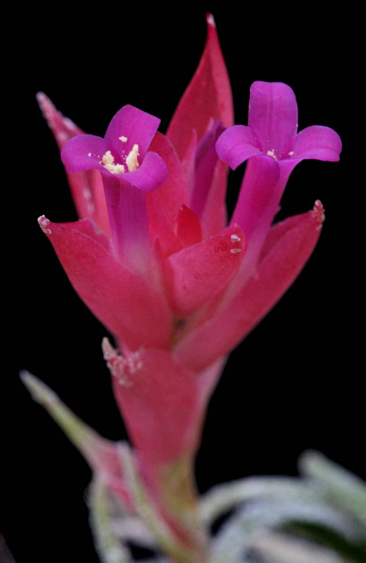 Bromeliads in Australia - Tillandsia sprengeliana