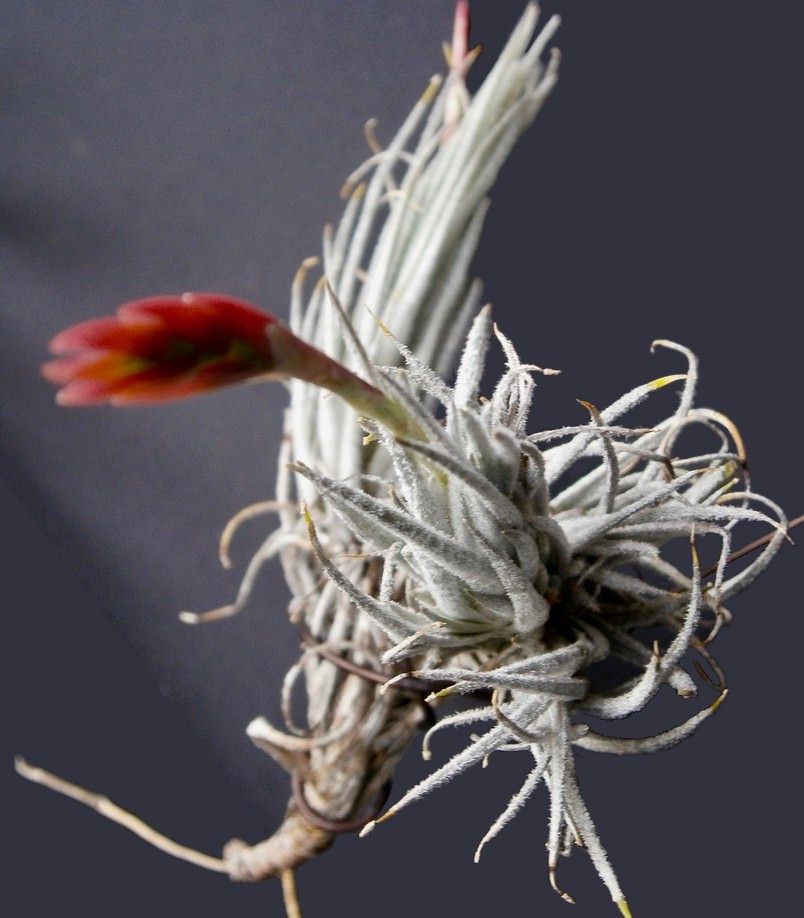 再入荷国産Tillandsia heteromorpha XL Clump その他多肉植物