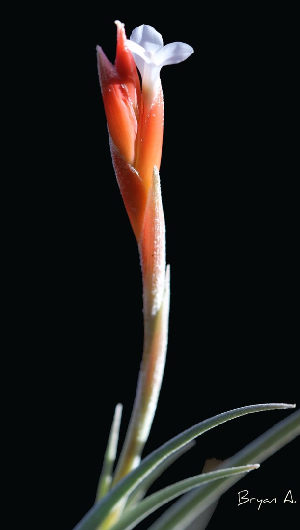 Tillandsia toropiensis