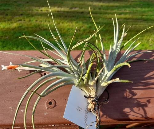 Tillandsia toropiensis