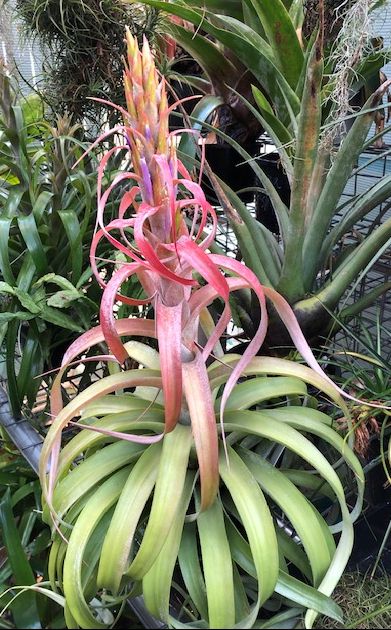 Bromeliads in Australia - Tillandsia Super Betty