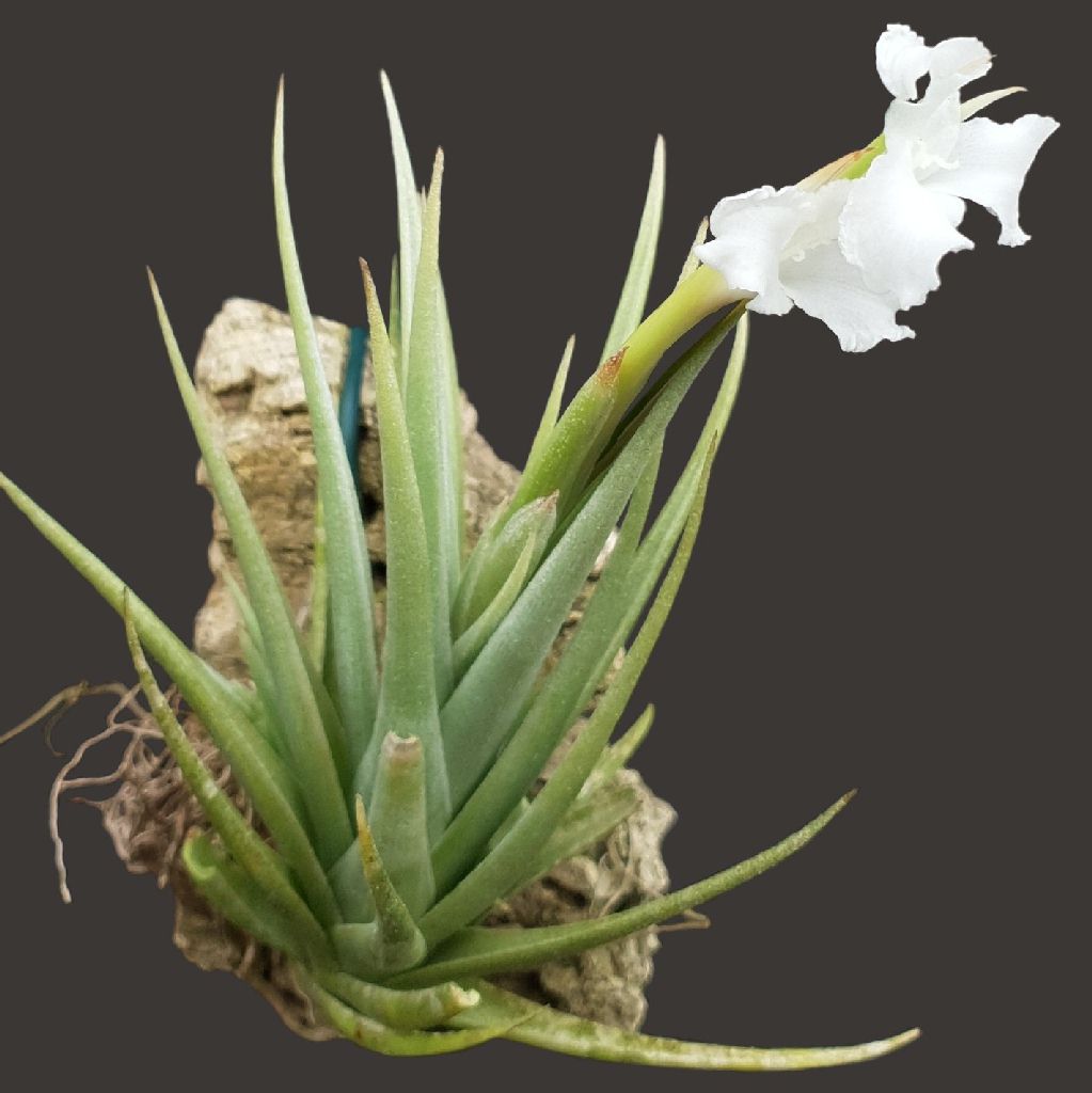 Bromeliads in Australia - Tillandsia xiphioides