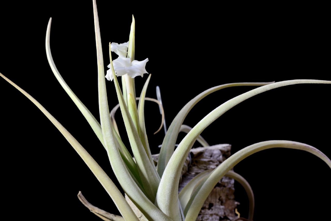 Bromeliads in Australia - Tillandsia xiphioides