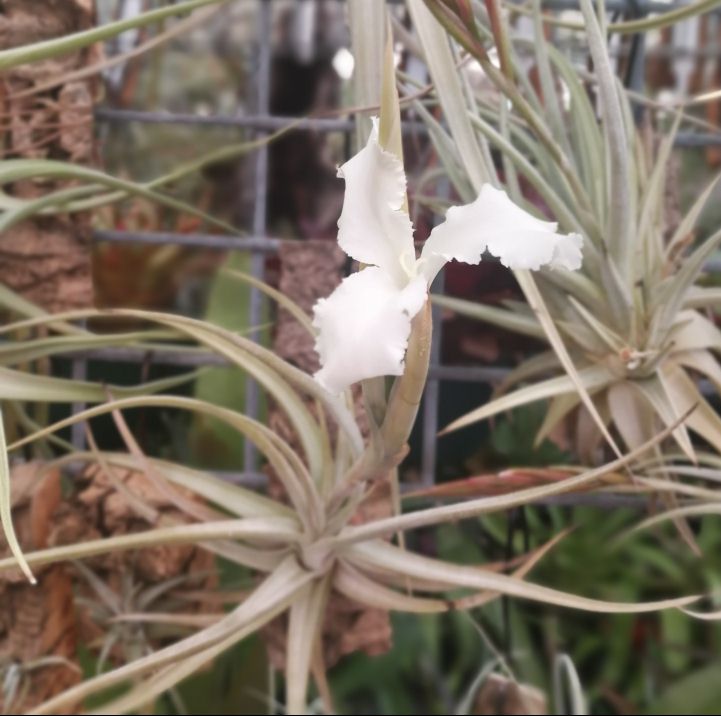 Bromeliads in Australia - Tillandsia xiphioides