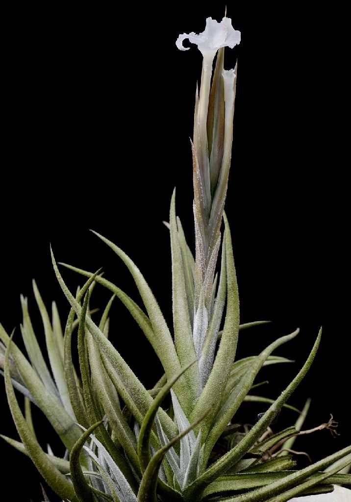 Bromeliads in Australia - Tillandsia tafiensis