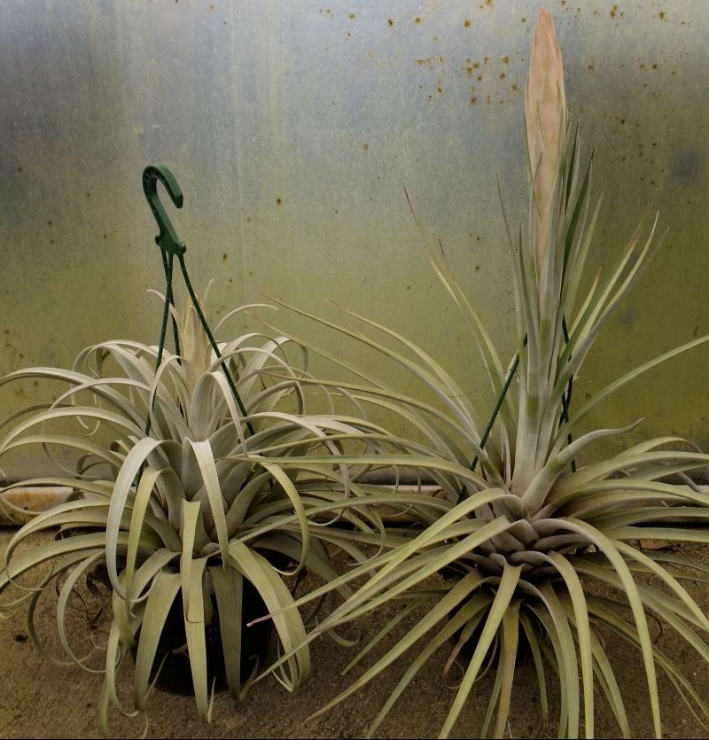 Bromeliads in Australia - Tillandsia zacapanensis